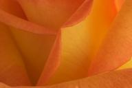 Abstract;Abstractions;Bloom;Blossom;Blossoms;Floret;Flower;Floweret;Flowering;Fl