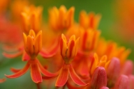 Abstract;Abstractions;Bloom;Blooming;Blossom;Botanical;Colorful;Flower;Flowering