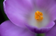 Petals;Close-up;Flora;Flowering;Blossom;Flower;Crocus;Orange;Stamen;Purple;flora