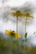 Tennessee;Columbia;Henry-Horton;Floret;Floweret;Stamen;Pistel;Petals;Petal;Bloss