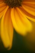 Pistil;Petals;Abstract;Brown;Flower;Shapes;Flowers;Helianthus-annuus;Blossoms;Gr