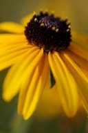 Bloom;Blooming;Blossom;Botanical;Colorful;Floral;Flower;Flowering;Flowers;Garden