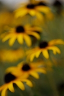 Bloom;Blooming;Blossom;Botanical;Colorful;Floral;Flower;Flowering;Flowers;Garden