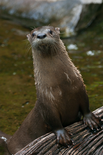 Animal;Animals;Brown;Gray;Keepers;Mammal;Mammals;River Otter;Tennessee;United States;Wildlife;Zoo;animals;color