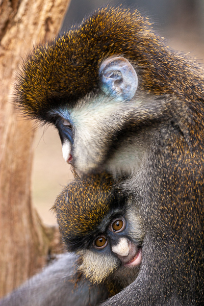 Animals;Keepers;Mammal;Mammals;Monkey;Spot_nosed Guenon;monkey