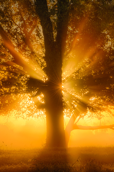 Branches;Brown;Calm;Fog;God Rays;Gold;Healing;Health care;Healthcare;Keepers;Mist;Nature;Pastoral;Sun rays;Sun-up;Sunbeam;Sunbeams;Sunlight;Sunshine;Tree;Warm Colors;Warm Palette;Warm Tones;Yellow;branch;color;dawn;daybreak;filtered light;foggy;haze;landscape;leaves;limb;mist;misty;morn;morning;oneness;orange;peaceful;plants;restful;serene;soothing;sun;sunlit;sunrise;sunup;tranquil;tree limbs;trees;yellow;zen