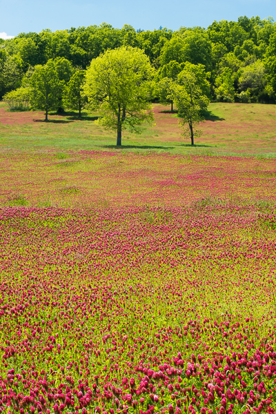 Agricultural;Bloom;Blossom;Blossoms;Blue;Blues;Clover;Cool Colors;Cool Palette;Cool Tones;Crimson;Fields;Floral;Floweret;Flowering;Flowers;Forest;Hills;Keepers;Nature;Pastoral;Plant;Red Clover;Seasons;Spring;Springtime;Tree;bloom;blue;color;field;flora;floral;flower;green;landscape;oneness;pasture;peaceful;plant;plants;red;tree limbs;tree trunk;trees;trunk