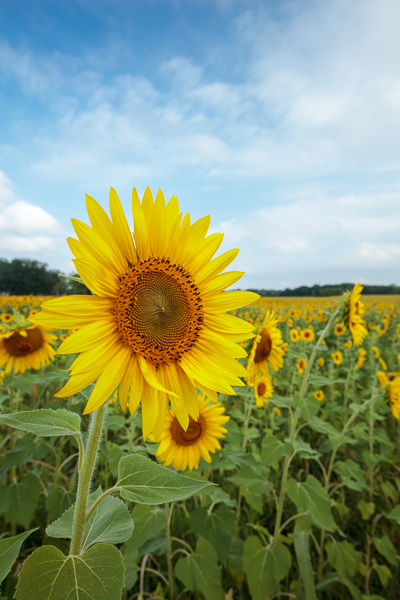 Bloom;Blossom;Blossoms;Blue;Calm;Cloud;Cloud Formation;Clouds;Floral;Floweret;Flowering;Flowers;Flowers & Plants;Gold;Healing;Health care;Healthcare;Keepers;Nature;Pastoral;Petal;Sunflower;Sunlight;Sunshine;Weather;Yellow;bloom;field;flora;floral;flower;green;landscape;oneness;orange;peaceful;restful;serene;sky;soothing;sunlit;tranquil;wildflower;zen