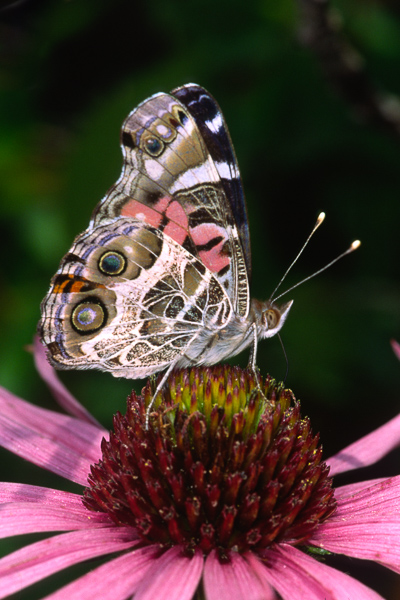 Animals;Bloom;Blossom;Blossoms;Butterfly;Echinacea tennesseensis;Floret;Floweret;Flowering;Flowers;Insect;Keepers;Lepidoptera;Orange;Petal;Petals;Pink;Pistil;Purple;Stamen;Tennessee;Tennessee Coneflower;United States;Vanessa virginiensis;Violet;Warm Colors;Warm Palette;Warm Tones;White;black;bloom;bug;color;flora;floral;flower;fuschia;green;insect;plants