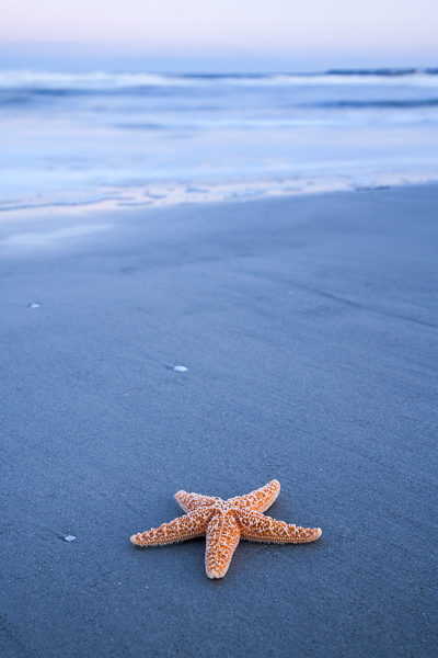 Beach;Keepers;Ocean;San;Sand;Sea;Starfish;Water;Waves;beach;beaches;coast;coastline;orange;sea;shore;shoreline