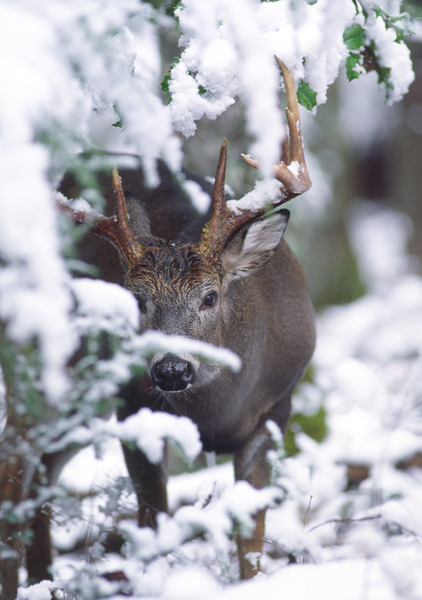 Animals;Deer;Forest;GSMNP;Great Smoky Mountains National Park;Keepers;Mammals;Odocoileus virginianus;Smokey;Smoky Mountains;Snow;Tennessee;Timber;Timberland;United States;Virginia Deer;Weather;Whitetail;Winter;Wood;Woodland;Woodlands;Woods;antlers;rack;smoky