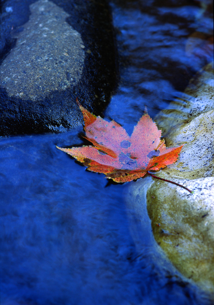 Botanical;Compound;Keepers;Leaf;Leaflet;Pool of Water;Veins;Water;foliage;leaves;oneness;plants;reflections;vegetation