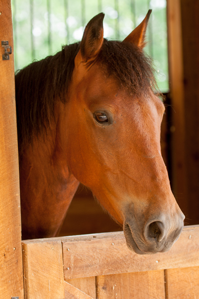 Agricultural;Agriculture;Animals;Architecture;Barn;Cultivate;Estate;Family Farm;Farm;Farming;Horse;Keepers;Mammal;Mammals;Plantation;Tennessee;United States;garden;ranch