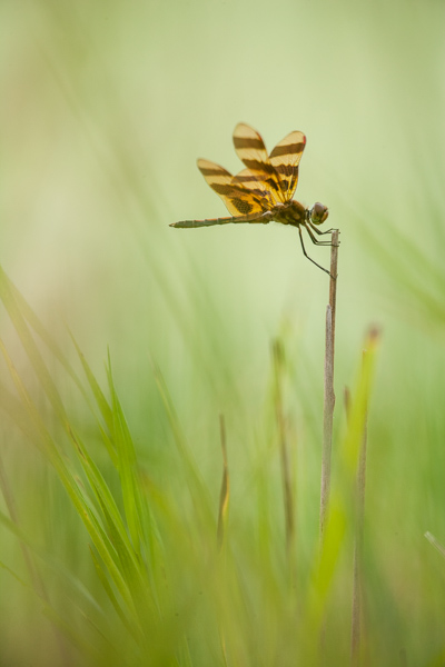 Brown;Calm;Canton;Close-up;Dragonfly;Emiquon Preserve;Gold;Healing;Health care;Healthcare;Illinois;Keepers;Stem;Tan;United States;Warm Colors;Warm Palette;Warm Tones;bug;color;grass;green;insect;oneness;peaceful;perched;restful;serene;soothing;tranquil;zen