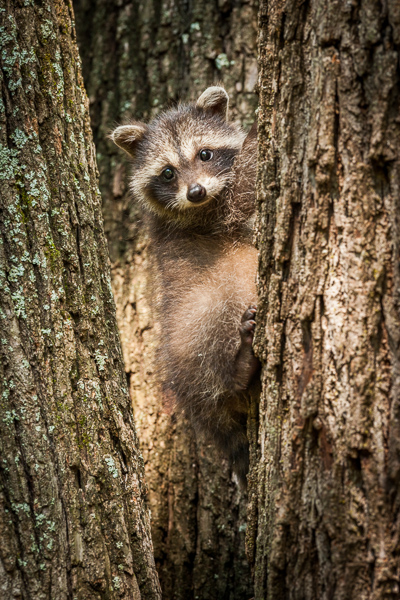 Animal;Animals;Beige;Brown;Gold;Keepers;Mammal;Mammals;Nature;Procyon lotor;Raccoon;Sunlight;Sunshine;Tan;Tennessee;Tree;United States;Warm Colors;Warm Palette;Warm Tones;Wildlife;baby;color;gray;green;sunlit;taupe;tree trunk;trees;trunk
