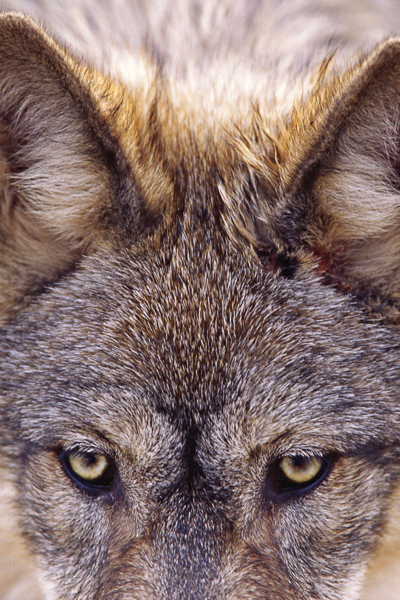 Animal;Animals;Canis lupis;Gray Wolf;Keepers;Mammal;Mammals;Natural;Nature;Predator;Timber Wolf;Wildlife;Wolf;Wolves;wolf