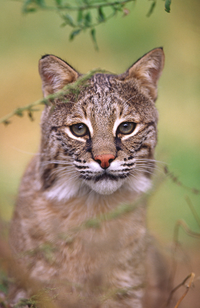 American bobcat;Animal;Animals;Bobcat;Cat;Eyes;Felis rufus;Keepers;Lynx rufus;Mammal;Mammals;Wildlife;feline;ruffs