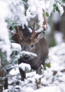 Animals;Deer;Forest;GSMNP;Great-Smoky-Mountains-National-Park;Keepers;Mammals;Od