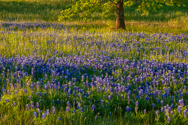 Bloom;Blossom;Blossoms;Blue;Bluebonnets;Blues;Branches;Brown;Bud;Calm;College Station;Concepts;Cool Colors;Cool Palette;Cool Tones;Flora;Flower;Floweret;Flowering;Flowers;Flowers & Plants;Green;Greens;Healing;Health care;Healthcare;Leaves;Lupinus texensis;Minimalism;Nature;Oneness;Pastoral;Petal;Seasons;Spring;Springtime;Sunlight;Sunshine;Texas;Texas Bluebonnet;Tree;United States;Wildflower;bloom;blue;color;field;flora;floral;flower;grass;landscape;pasture;peaceful;plants;restful;serene;soothing;sunlit;tranquil;tree;tree limbs;wildflower;zen