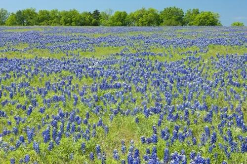 Brenham;Red;Bloom;Field;Periwinkle;Lavender;Sky;Stamen;Weather;Blossoms;Texas;Prairie;Clouds;Pasture;Blossom;Floweret;Texas Bluebonnet;Branches;Blue;Purple;Lupinus texensis;Flowering;Floret;Tree Trunk;Trees;bark;Flowers;Trunk;Meadow;Fabaceae;Cloud;Flower;Petals;Green;Cloud Formation;Petal;Tree;Orange;Plant;Branch;Pistil;Herbaceous