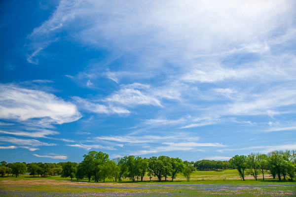 Agricultural;Agriculture;Bloom;Blossom;Blossoms;Blue;Branches;Brenham;Calm;Cloud;Cloud Formation;Clouds;Country;Farming;Flora;Floweret;Flowering;Flowers;Healing;Health care;Healthcare;Herbaceous;Nature;Pastoral;Pink;Plant;Seasons;Skyline;Spring;Springtime;Texas;Tree;United States;Weather;Yellow;bark;bloom;branch;farm;field;flora;floral;flower;green;landscape;limbs;meadow;oneness;pasture;peaceful;plant;plants;red;restful;serene;sky;sky line;soothing;tranquil;tree limbs;tree trunk;trees;trunk;wildflower;zen