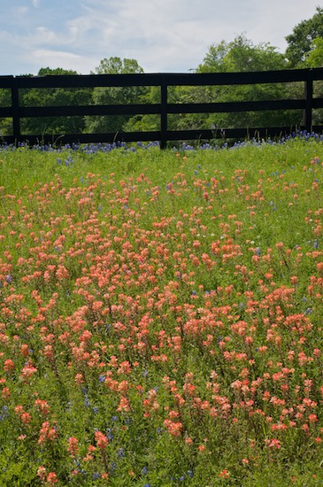 Agriculture;Blade;Blades;Bloom;Blossom;Blossoms;Bluebonnet;Brenham;Brown;Cloud;Cloud Formation;Clouds;Country;Farm;Farming;Fence;Field;Floret;Flower;Floweret;Flowering;Flowers;Gold;Grass;Green;Meadow;Orange;Pasture;Petal;Petals;Pistil;Prairie;Red;Road;Sky;Stamen;Texas;Weather;Yellow
