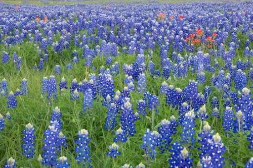 Blossom;Flowering;Pasture;Orange;Pistil;Green;Blue;Stamen;Meadow;Floweret;Field;Purple;Floret;Bloom;Lupinus texensis;Petals;Brenham;Petal;Flowers;Texas;Flower;Blossoms;Lavender;Prairie;Fabaceae;Red;Texas Bluebonnet