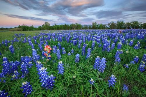 Bloom;Blossom;Blossoms;Break of Day;Brenham;Dawn;Daybreak;Dusk;Evening;Fabaceae;Field;First Light;Floret;Flower;Floweret;Flowering;Flowers;Green;Indian Paintbrush;Lupinus texensis;Meadow;Morning;Orange;Petal;Petals;Pistil;Prairie;Red;Sky;Stamen;Sun-up;Sunset;Texas;Texas Bluebonnet;bloom;close of day;eventide;flora;floral;last Light;pasture;sun