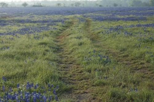 First Light;Sun-up;Pasture;Texas Bluebonnet;Break of Day;red;Bloom;close of day;Petal;Purple;Lupinus texensis;Green;eventide;Clouds;Floweret;Brenham;Cloud;Flower;dusk;Texas;Floret;Weather;Petals;Cloud Formation;Pistil;Blossom;Meadow;Flowering;Dawn;Sky;Daybreak;Periwinkle;Bluebonnets;evening;Morning;Flowers;sunset;Fabaceae;Prairie;last Light;Field;Blossoms;orange;Blue;Lavender;Stamen;sun;Indian paintbrush