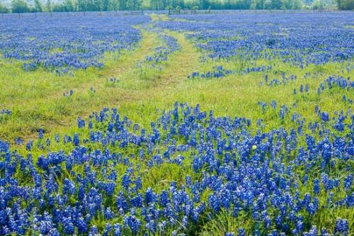 Bloom;Blossom;Blossoms;Blue;Bluebonnets;Brenham;Fabaceae;Field;Floret;Flower;Floweret;Flowering;Flowers;Green;Lavender;Lupinus texensis;Meadow;Periwinkle;Petal;Petals;Pistil;Prairie;Purple;Stamen;Texas;Texas Bluebonnet;bloom;flora;floral;pasture