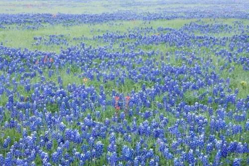Fabaceae;TX;Pistil;Daybreak;Flower;Prairie;Petals;fog;red;Weather;Texas;Floweret;Pasture;Break of Day;Pastel;green;Bloom;Dawn;Fog;Cloud;Periwinkle;Blue;close of day;blue;Field;Brenham;Green;Flowers;Bluebonnets;Blossoms;Lupinus texensis;First Light;Floret;Clouds;Texas Bluebonnet;mist;Blossom;Cloud Formation;Stamen;Meadow;Peach;Petal;Flowering;Morning
