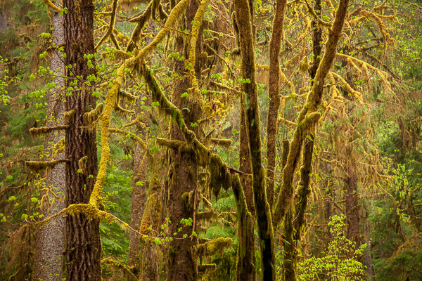 Abstract;Abstractions;Branches;Brown;Calm;Forest;Gold;Healing;Health care;Healthcare;Herbaceous;Hoh Rainforest;Moss;Nature;Olympic National Park;Pastoral;Patterns;Plant;Rainforest;Stock categories;Tan;Textures;Timber;Timberland;Tree;United States;Washington;Wood;Woodland;Woodlands;Woods;Yellow;bark;branch;green;landscape;limbs;oneness;peaceful;plant;plants;restful;serene;shapes;soothing;tranquil;tree trunk;trees;trunk;zen