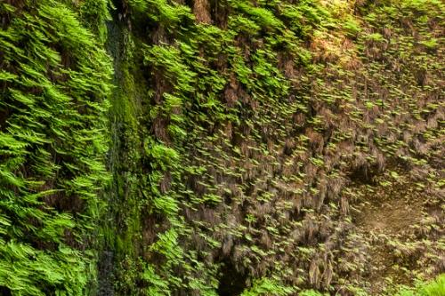 Botanical;California;Fern Canyon;Herb;Prairie Creek Redwood State Park;Redwood National Park;Shrub;United States;botanicals;botany;flora;green;greenery;herbage;plant;plants;vegetation
