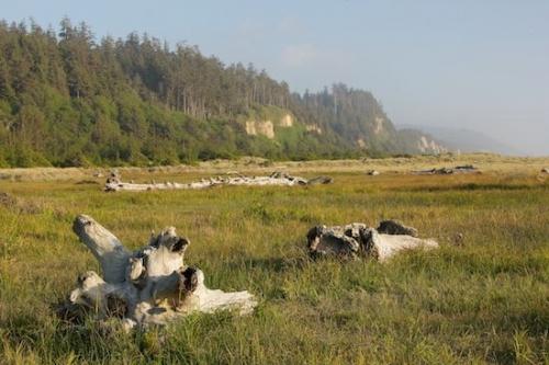 Branch;Mountain;Grass;Pinnacle;Blue;Clouds;Weather;Range;Green;Beige;bark;Yellow;Prairie Creek Redwood State Park;Sky;Mountainous;Gold Bluffs Beach;Herbaceous;Tree Trunk;California;Gold Bluff Beach;Trees;Gold;Trunk;Peak;Branches;Precipice;Mountain Top;Cloud;Tan;Brown;Plant;Summit;Mountains;Tree;Cloud Formation