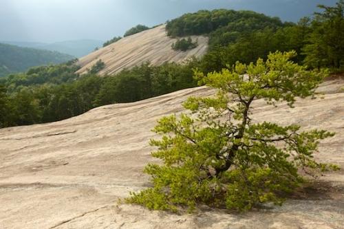 Range;Summit;Tree;Pine;Cliff;Crag;Brown;Green;Peak;Pinnacle;Precipice;Blue;Bluff;Rock Face;Escarpment;Mountains;Mountain Top;Mountainous;North Carolina;Tan;Forest;Trees;Ledge;Stone Mountain State Park;Mountain;Elkin