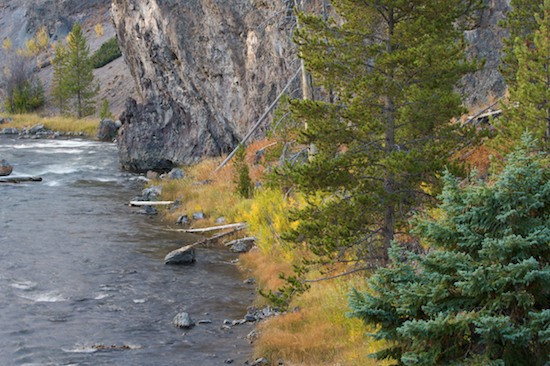 Autumn;Bluff;Boulder;Brook;Cliff;Concepts & Emotions;Crag;Creek;Escarpment;Evergreen;Fall;Fir;Firehole Canyon;Firehole River;Geological;Geology;Gold;Green;immovability;immoveable;Ledge;momentum;needles;Pine;Precipice;River;River Bed;Riverbed;Rivers;Rock;Rock Face;Rock Formations;Rocks;Stone;Stones;Stream;strength;Striation;water;Water;waterway;Wyoming;Yellow;Yellowstone National Park