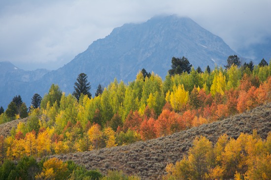 Blue;Branch;Branches;Cloud;Cloud Formation;Clouds;Foliage;Gold;Grand Tetons;Green;Herbaceous;Leaf;Leafy;Leaves;Mountain;Mountain Top;Mountainous;Mountains;Orange;Peak;Pinnacle;Plant;Precipice;Range;Red;Sky;Summit;Tree;Trees;Weather;Wyoming;Yellow