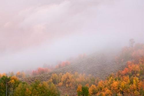 Wyoming;Autumn;Woodland;Yellow;Timber;Trees;Mountain Side;Grand Tetons;Sage Brush;Orange;Timberland;Woods;Tree;Forest;Wood;Tree Trunk;Fall;Green;Tan;Mountain;Herbaceous;Hillside;Plant;Hill;Trunk;Woodlands