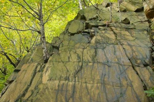 Tree;persistence;Cracks;Stones;Striation;Concepts & Emotions;Tree Trunk;Tan;Rock;bark;Escarpment;Branches;New Jersey;ingenuity;Brown;Boulder;Yellow;Trees;Geological;Branch;Cliff;Geology;Plant;Palisades Interstate Park;Ledge;Trunk;Bluff;Victory;Conquer;Herbaceous;Stress;Rocks;Vertical;Precipice;Green;Rock Formations;Stone;Rock Face;perseverance;Crag