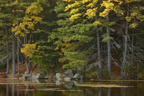 Herbaceous;Forest;Woodland;Branches;Stone;Pond;Geology;Rocks;Brown;Woodlands;Plant;Reflection;Harriman State Park;Reflections;Trunk;New York;Tree;Green;Woods;Trees;Wood;Lake;Stones;Timberland;Rock Formations;Boulder;Striation;Timber;Branch;Rock;Gray;bark;Tree Trunk;Tan;Geological