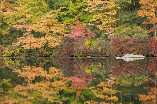 Autumn;Bark;Branch;Branches;Fall;Foliage;Forest;Gold;Green;Harriman State Park;Herbaceous;Lake;Leaf;Leafy;Leaves;New York;Orange;Plant;Pond;Red;Reflection;Reflections;Rock;Timber;Timberland;Tree;Tree Trunk;Trees;Trunk;Vein;Wood;Woodland;Woodlands;Woods;Yellow