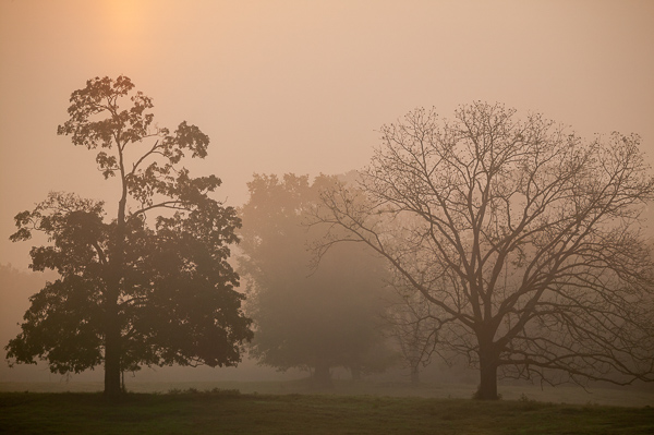 Branches;Break of Day;Brown;Calm;First Light;Fog;Gold;Healing;Health care;Healthcare;Minimalism;Mist;Nature;Obscured;Pastoral;Sun-up;Sunlight;Sunshine;Tan;Tree;Yellow;dawn;daybreak;foggy;haze;landscape;leaves;limbs;mist;misty;morn;morning;oneness;orange;peaceful;restful;serene;soothing;sunlit;sunrise;sunup;tranquil;tree limbs;trees;trunk;zen