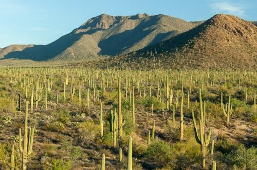 Arid;Arizona;Blue;Brown;Cactus;Dry;Gold;Mountain;Mountainous;Nature;Tan;cacti;desert;flora;green;hillside;landscape;oneness;peaceful;plants