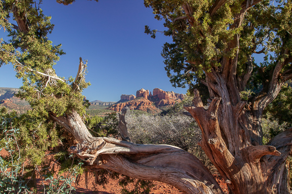 Arizona;Blue;Bluff;Boulder;Boulders;Branches;Brown;Calm;Canyon;Healing;Health care;Healthcare;Leaf;Minimalism;Mountain;Mountain Top;Mountainous;Mountains;Nature;Pastoral;Peak;Pinnacle;Precipice;Range;Rock;Rock Face;Rock formations;Rocks;Rocky;Sedona;Sheer;Steep;Stone;Stones;Summit;Sunlight;Sunshine;Tan;Tree;United States;Yellow;cliff;foliage;landscape;leaves;oneness;orange;peaceful;plants;red;restful;serene;sky;soothing;sunlit;tranquil;tree limbs;tree trunk;trees;trunk;zen