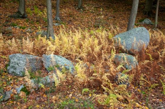 Autumn;Botanical;Boulder;Calm;Fall;Flowers & Plants;Forest;Harriman State Park;Healing;Nature;New York;Pastoral;Rock;Rock formations;Rocks;Rocky;Stone;Stones;Timberland;Tree;United States;Wabi Sabi;Woods;Yellow;botanicals;botany;fern;ferns;flora;foliage;gray;green;landscape;leaves;oneness;orange;peaceful;plant;restful;serene;soothing;tranquil;tree trunk;trees;trunk;zen