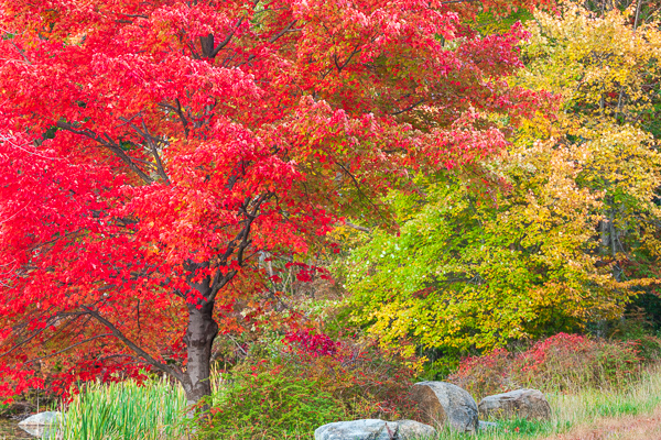Autumn;Boulder;Boulders;Branches;Calm;Fall;Forest;Forested;Gold;Harriman State Park;Healing;Leaf;Leafy;Minimalism;Nature;Pastoral;Rock;Rock formations;Rocks;Rocky;Stone;Stones;Tan;Timber;Timberland;Tree;Vein;Veins;Wabi Sabi;Wood;Woodland;Woods;Yellow;foliage;green;landscape;leaves;limbs;oneness;orange;peaceful;plants;red;restful;serene;soothing;tranquil;tree limbs;trees;trunk;zen