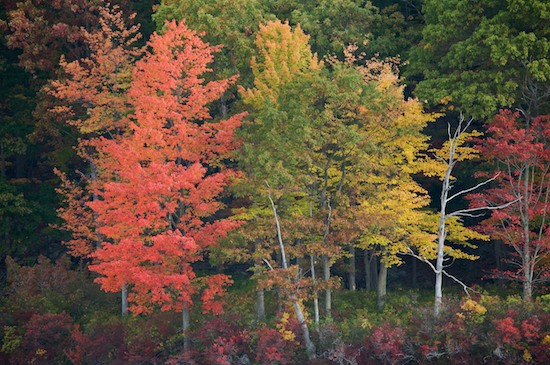 Autumn;Bark;Branch;Branches;Fall;Foliage;Forest;Green;Harriman State Park;Herbaceous;Leaf;Leafy;Leaves;Maple;New York;Orange;Plant;Red;Timber;Timberland;Tree;Tree Trunk;Trees;Trunk;Vein;Wood;Woodland;Woodlands;Woods;Yellow