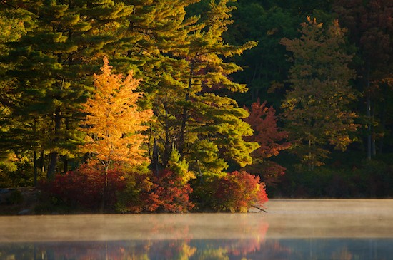 Autumn;Fall;Forest;Gold;Green;Harriman State Park;New York;Red;Reflection;Reflections;Timber;Timberland;Wood;Woodland;Woodlands;Woods;Yellow