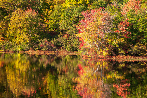 Autumn;Branches;Calm;Fall;Forest;Forested;Healing;Mirror;Nature;New Jersey;Pastoral;Ramapo Lake;Ramapo Mountains;Ripple;Seasons;Timber;Timberland;Tree;United States;Warm Colors;Warm Palette;Warm Tones;Water;Waterscape;Wood;Woodland;Woodlands;Woods;Yellow;branch;color;green;lake;landscape;leaves;limb;oneness;orange;peaceful;plants;pool;red;reflection;reflections;restful;serene;soothing;tranquil;tree limbs;tree trunk;trees;trunk;yellow;zen