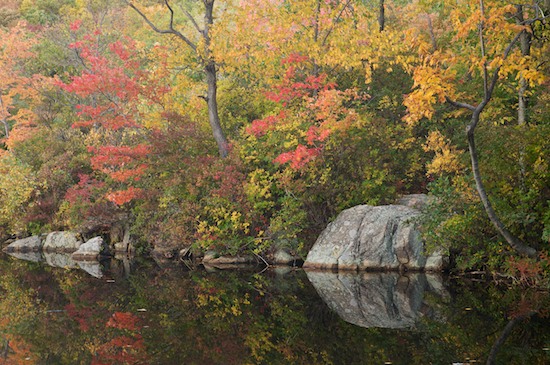 Autumn;Fall;Forest;Gold;Gray;Green;New Jersey;Ramapo Lake;Ramapo Mountains;Red;Reflection;Reflections;Timber;Timberland;Wood;Woodland;Woodlands;Woods;Yellow